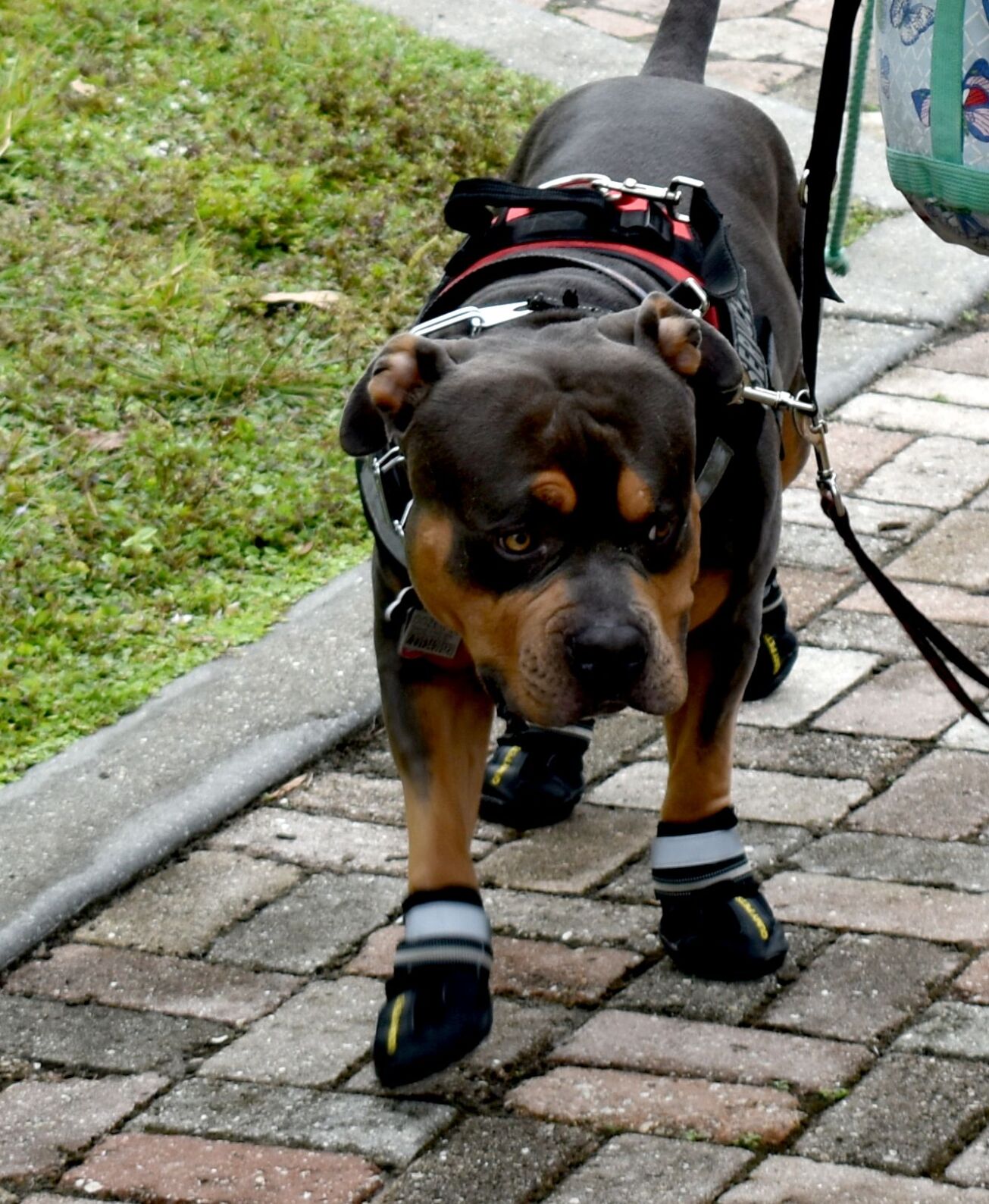 Punta Gorda History Park hosts Santa Paws in the Park
